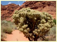 Plant life in the Red Cliffs Desert Reserve