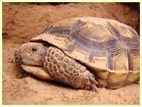 A tortoise on the red cliffs desert reserve