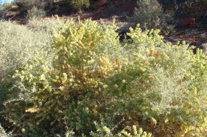 4-Wing Saltbush
