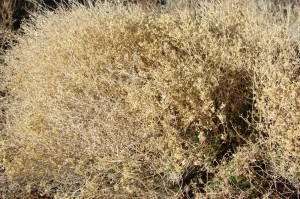 4-Wing Saltbush