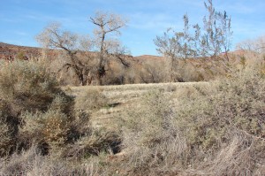 4-Wing Saltbush and Fremont Cottonwood