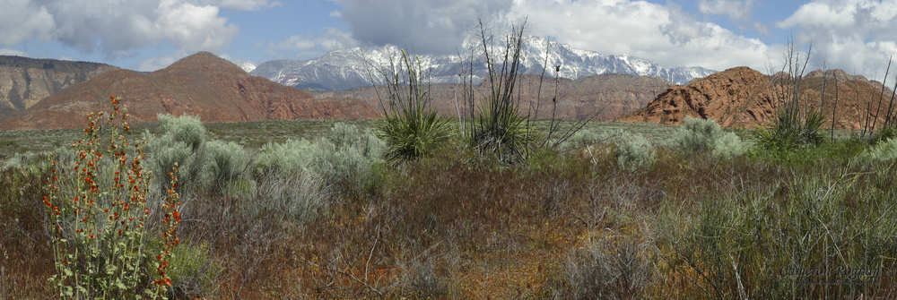 Red Cliffs Desert Reserve Red Cliffs Desert Reserve
