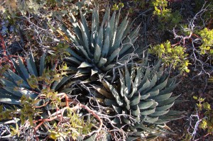 Agave