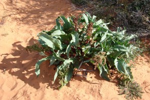 American Doc (Rhubarb)