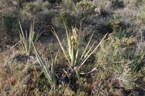 Banana Yucca