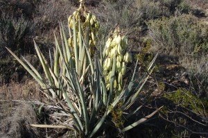 Banana Yucca