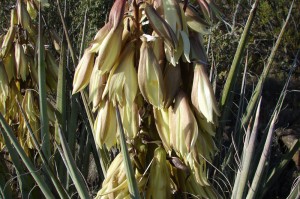 Banana Yucca