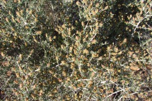 Blackbush