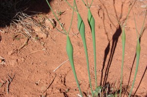Bottle Stopper or Desert Trumpet