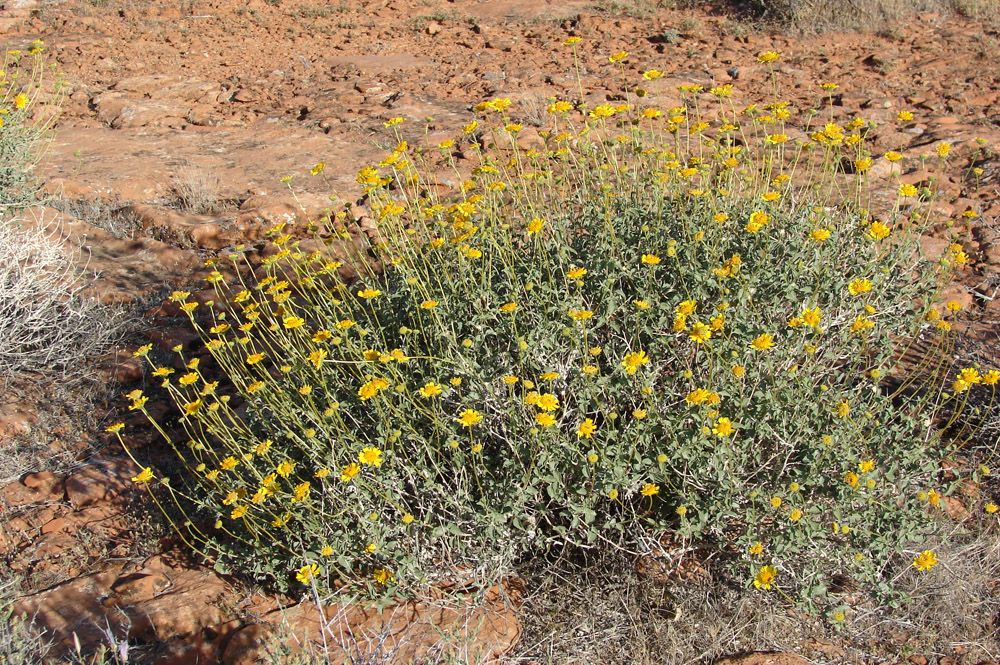 Red Cliffs Desert Reserve » brittlebush1