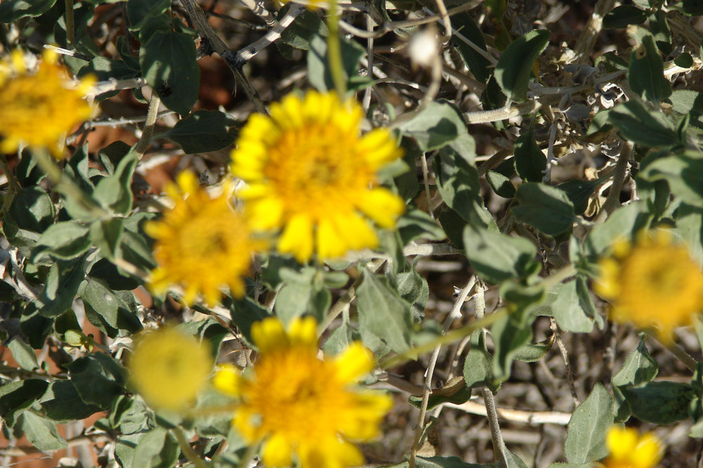 Red Cliffs Desert Reserve » brittlebush2