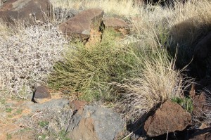 Brittlebush, Mormon Tea and Desert Needlegrass