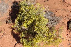 Broom Snakeweed