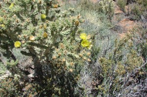 Cholla