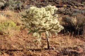 Cholla