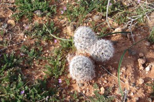 Coryphantha
