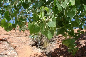 Cottonwood