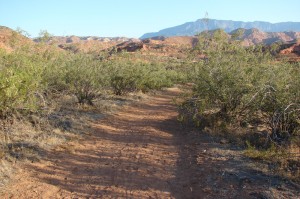 Creosote bush