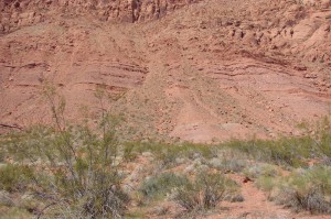Creosote bush