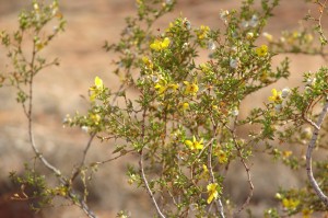 Creosote bush in flower
