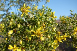 Creosote bush in flower