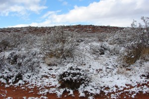 Creosote (tall) & Blackbush (front)
