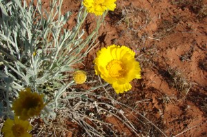 Desert Marigold