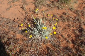 Desert Marigold
