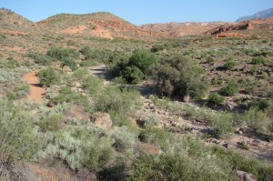 Desert plant life