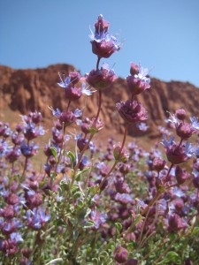 Desert sage