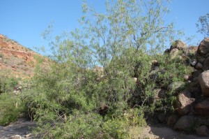 Desert Willow