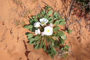 Evening Primrose