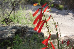 Firecracker Penstemon