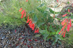 Firecracker Penstemon
