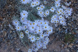 Fleabane