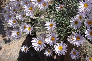 Fleabane
