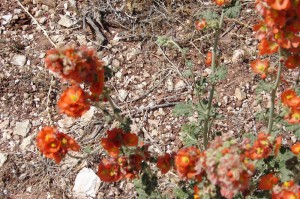 Globemallow