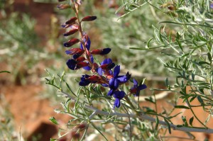 Indigo bush
