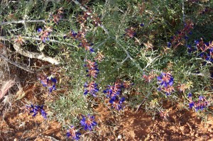 Indigo bush