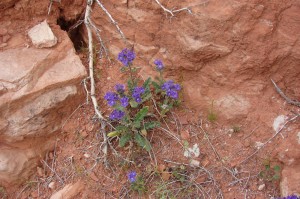 Phacelia