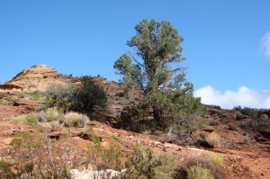 Pinyon Pine