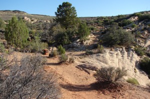 Pinyon Pine and Utah Juniper