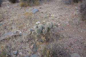 Prickly Pear cactus