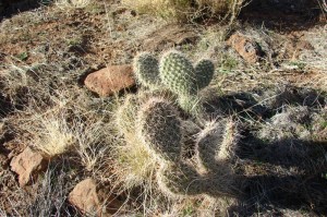 Prickly Pear cactus