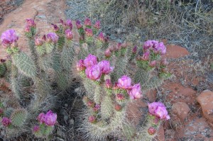 Prickly Pear cactus