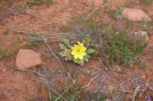 Primrose