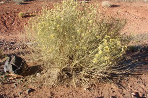 Rabbit Brush