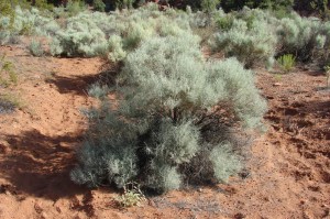 Sand Sage (Old Man Sage)