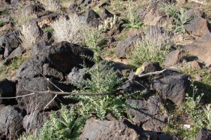 Scotch Thistle