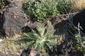 Scotch Thistle and Globemallow